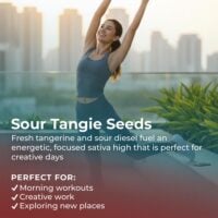 Sour-Tangie-highlight