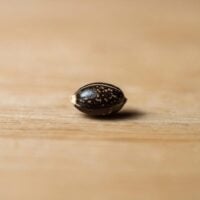 Sour-Tangie-seed-closeup