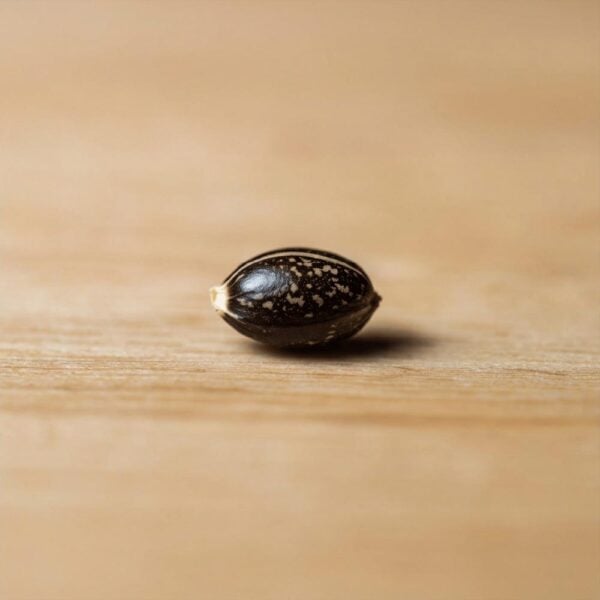 Hover image for Sour Tangie Seeds
