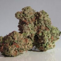 Stardawg-bud-gallery