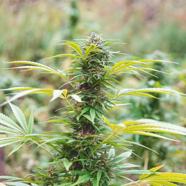 Stardawg Seeds