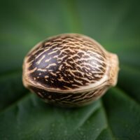 Stardawg-seed-closeup