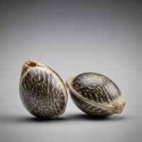 Two Strawberry Lemonade Cannabis Seeds on a surface.
