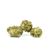 Three green strawberry lemonade seed cannabis buds on white