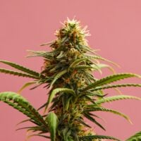 Close-up of Strawberry Lemonade Seeds Product cannabis plant bud