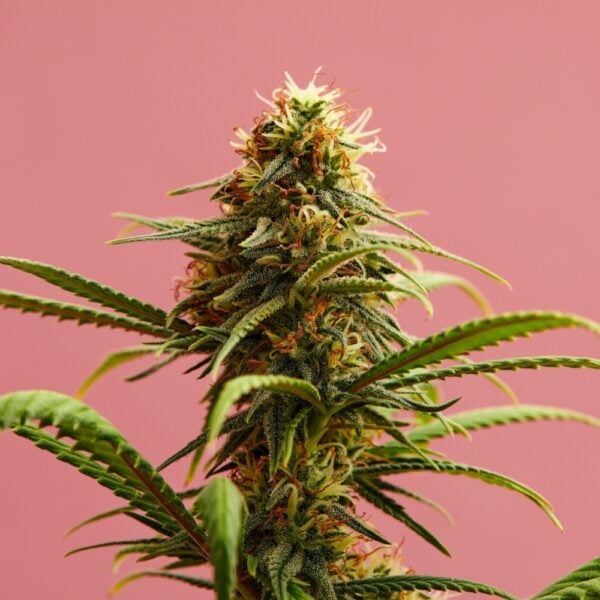 Strawberry Lemonade Seeds