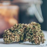 Sunset-Sherbet-bud-gallery