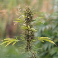 Sunset-Sherbet-cannabis-plant-feature