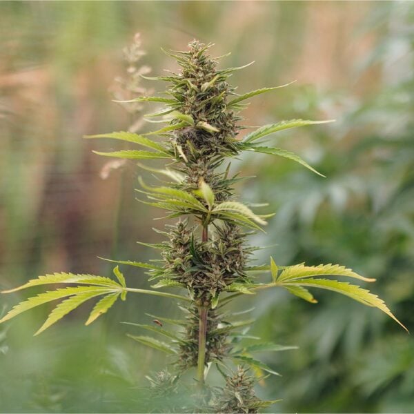 Sunset Sherbet Seeds