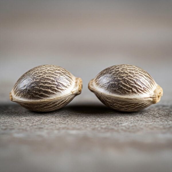 Hover image for Sunset Sherbet Seeds