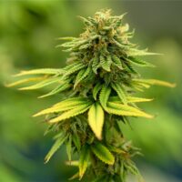 Super-Lemon-Haze-cannabis-plant-feature