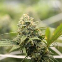 Close-up of Super Sour Diesel cannabis flower buds