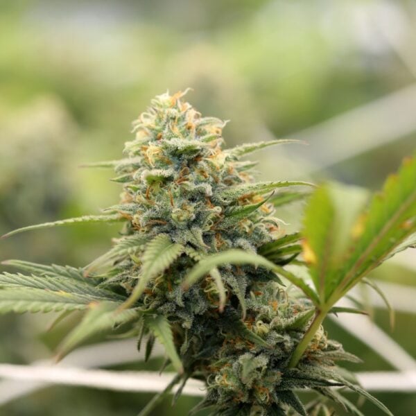 Super Sour Diesel Seeds