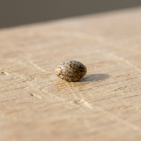 Single Super Sour Diesel cannabis seed on wood