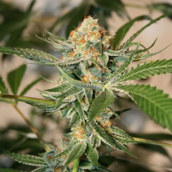 Triangle Kush Auto Seeds