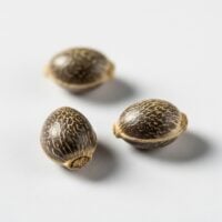 Three Triangle Kush Auto cannabis seeds on white background