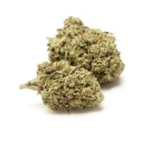 Close-up of Triangle Kush Auto cannabis buds.