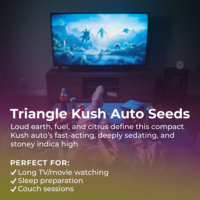 Triangle Kush Auto Seeds Highlight