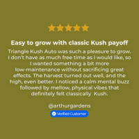 Triangle Kush Auto Seeds Review