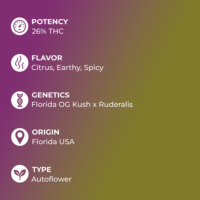 Triangle Kush Auto Seeds Specs