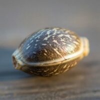 Close-up of a Venom OG cannabis seed