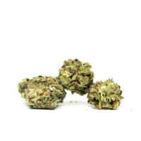 Three green Venom OG cannabis buds on white