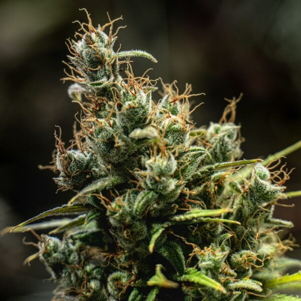 Venom OG Seeds