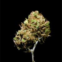 Zoap-bud-gallery