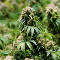 Zoap-cannabis-plant-feature