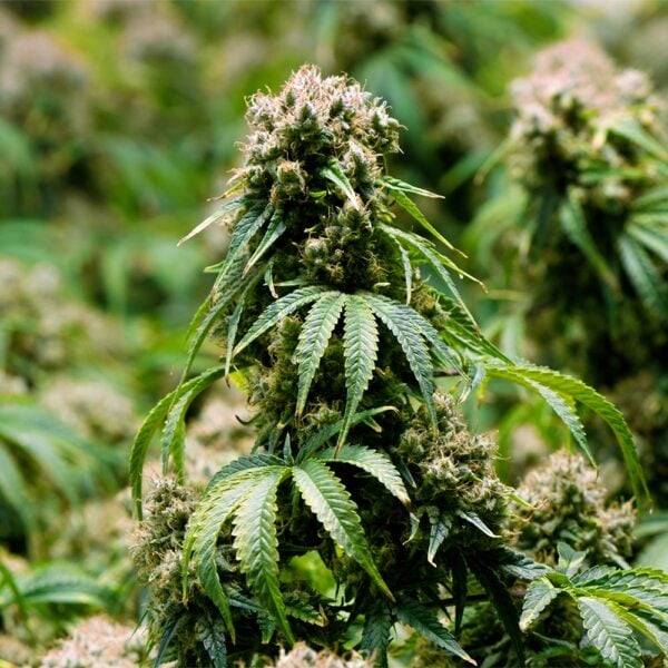 Zoap Seeds