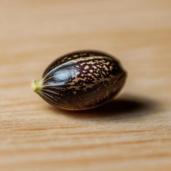 Hover image for Zoap Seeds