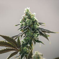fire-og-cannabis-plant-main
