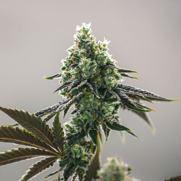 Fire OG Seeds