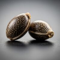 Fire OG Cannabis seeds
