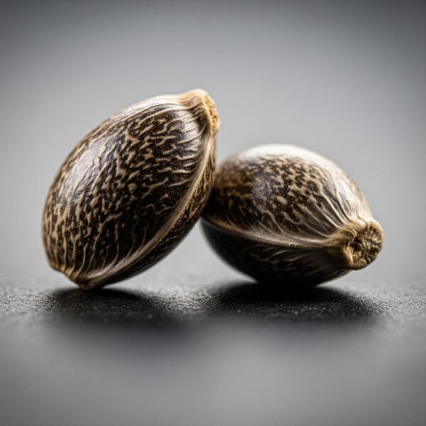 Hover image for Fire OG Seeds