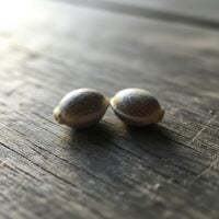 jealousy strain seeds . two of them close up