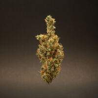 Khalifa kush cannabis buds