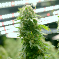 get the most premium khalifa kush cannabis seeds