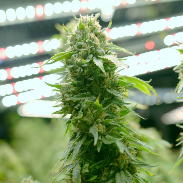 Khalifa Kush Seeds