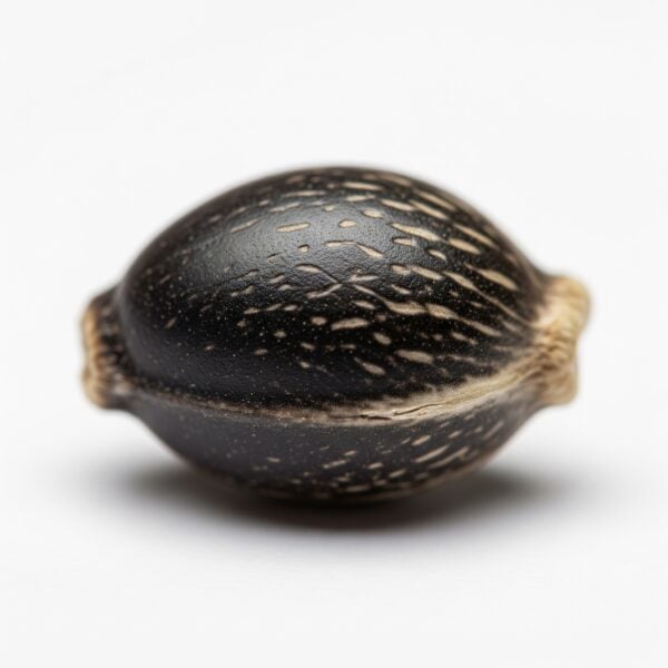 Hover image for Mendo Breath Seeds