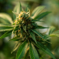 shop premium mendo breath cannabis seed