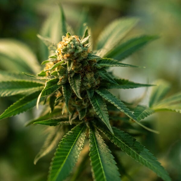 Mendo Breath Seeds