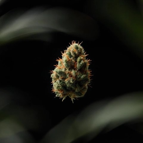 video-image
