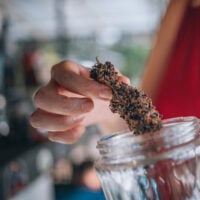 Slapz cannabis bud