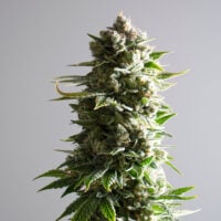 shop Slapz cannabis seeds