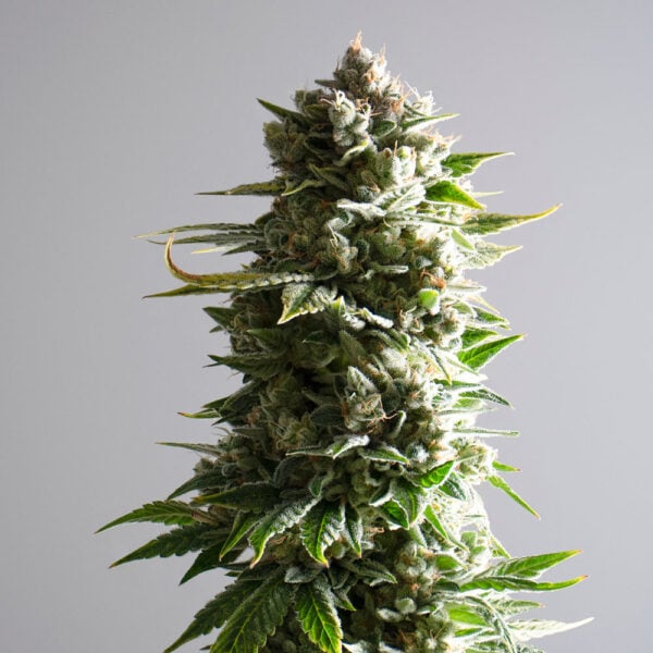 Slapz Seeds