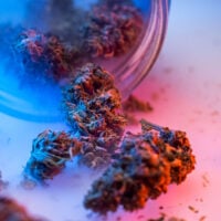 slurricane cannabis buds