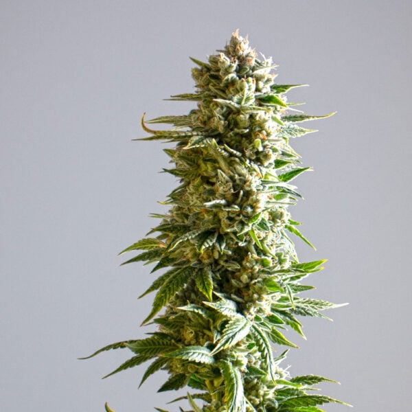 Slurricane Seeds