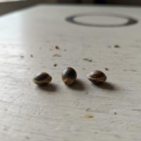 Animal Mints Cannabis Seed