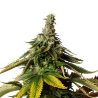 Blue Runtz Feminized Seeds Product Image